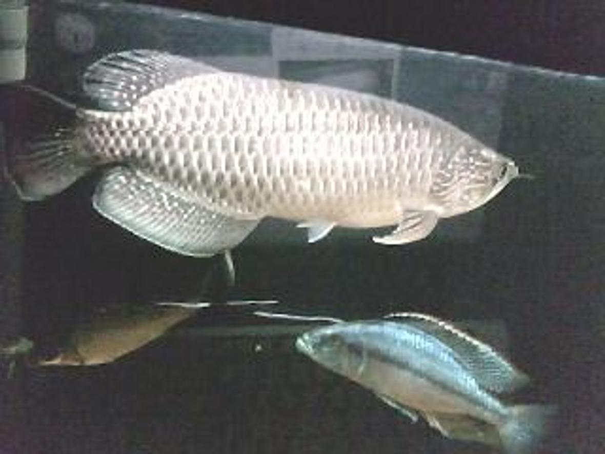 150 gallons freshwater fish tank (mostly fish and non-living decorations) - Jardini..