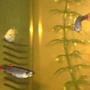 freshwater fish tank (mostly fish and non-living decorations) - good