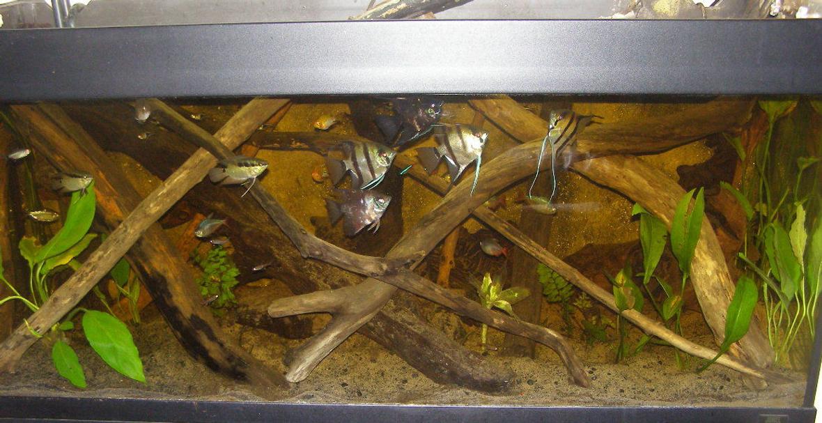 52 gallons planted tank (mostly live plants and fish) - amazon tank