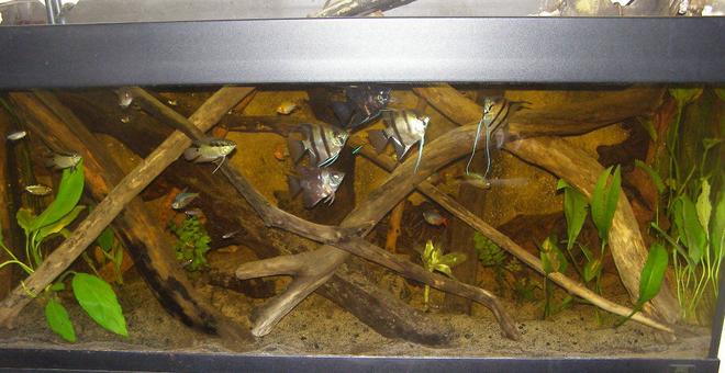 52 gallons planted tank (mostly live plants and fish) - amazon tank