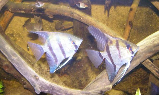 freshwater fish - pterophyllum sp. - silver zebra angel stocking in 52 gallons tank - angel fish pair
amazon tank