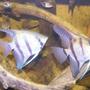 freshwater fish - pterophyllum sp. - silver zebra angel stocking in 52 gallons tank - angel fish pair amazon tank