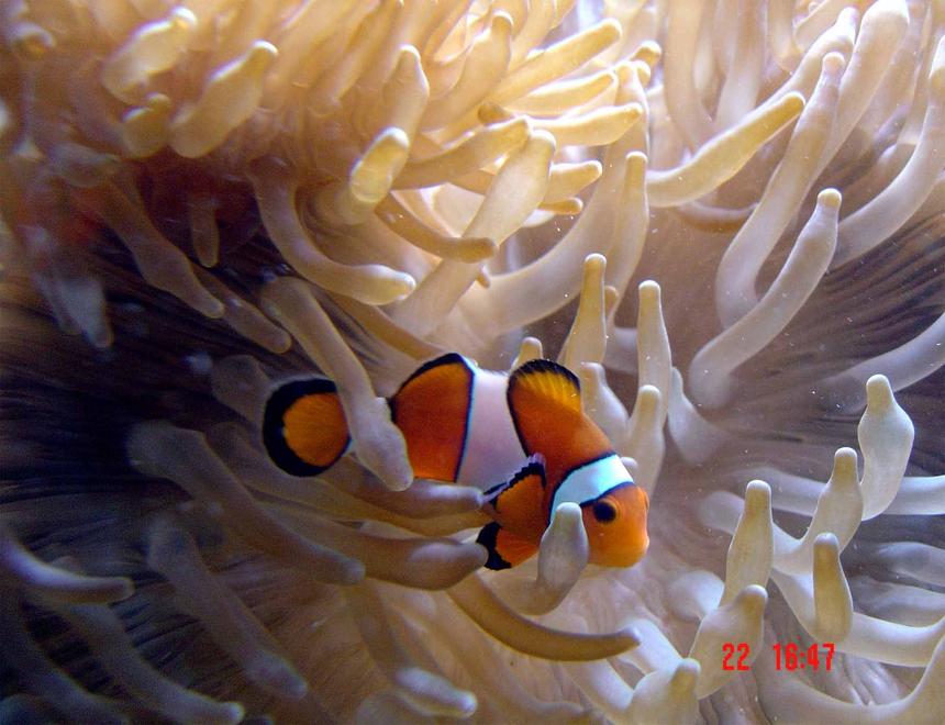 Rated #7: Corals Inverts - Heteractis Crispa - Sebae Anemone Stocking In 185 Gallons Tank - update