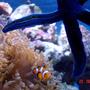 corals inverts - heteractis crispa - sebae anemone stocking in 185 gallons tank - update