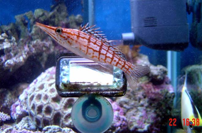 saltwater fish - oxycirrhites typus - longnose hawkfish stocking in 185 gallons tank - update