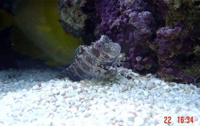 saltwater fish - salarias fasciatus - sailfin/algae blenny stocking in 185 gallons tank - update