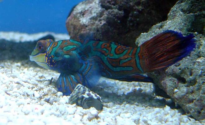 saltwater fish - synchiropus splendidus - green mandarin stocking in 185 gallons tank - update