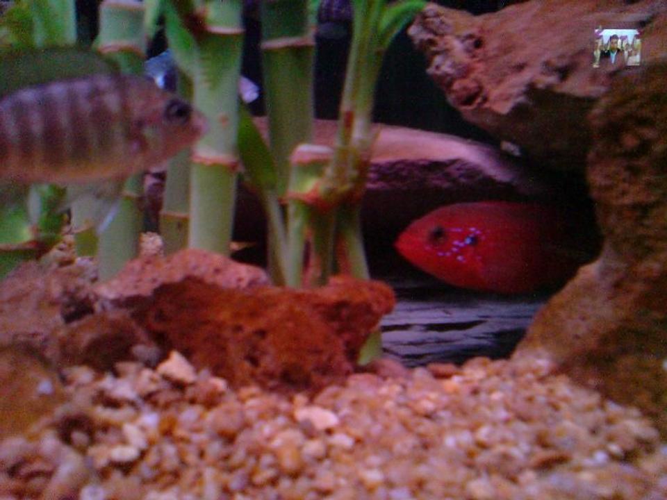 freshwater fish - hemichromis bimaculatus - jewel cichlid stocking in 160 gallons tank - lifali jjwele Cichlid female Electric blue Cichlid female