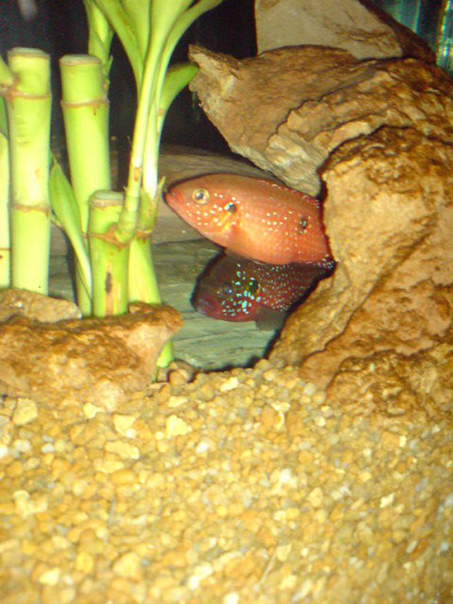 freshwater fish - hemichromis bimaculatus - jewel cichlid stocking in 160 gallons tank - lifali jewel Cichlid