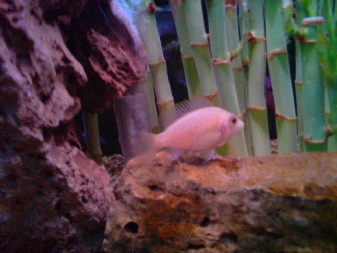 freshwater fish - sciaenochromis fryeri albino - albino electric blue cichlid stocking in 160 gallons tank - Electric Albeno  Cichlid