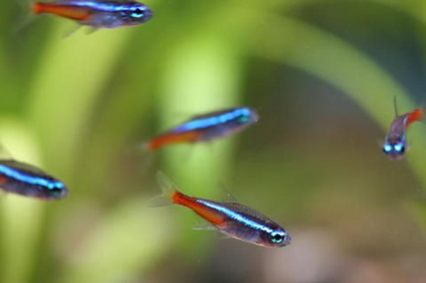 Rated #1863: Freshwater Fish - Paracheirodon Innesi - Neon Tetra Jumbo Stocking In 50 Gallons Tank - Neon tetra
