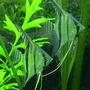 freshwater fish - pterophyllum scalare - peruvian angelfish stocking in 125 gallons tank - peruvian scalare angels