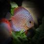 freshwater fish - symphysodon spp. - snakeskin discus stocking in 127 gallons tank - Leopard Discus