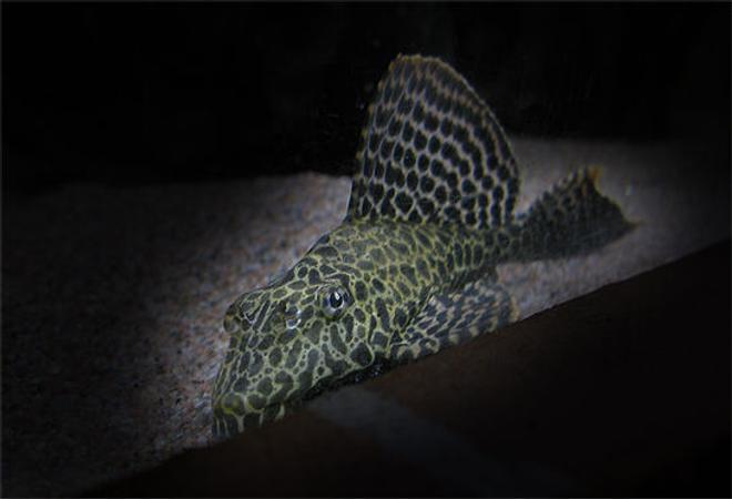 freshwater fish - glyptoperichthys gibbiceps - sailfin pleco (l-83) stocking in 127 gallons tank - Gibbicept