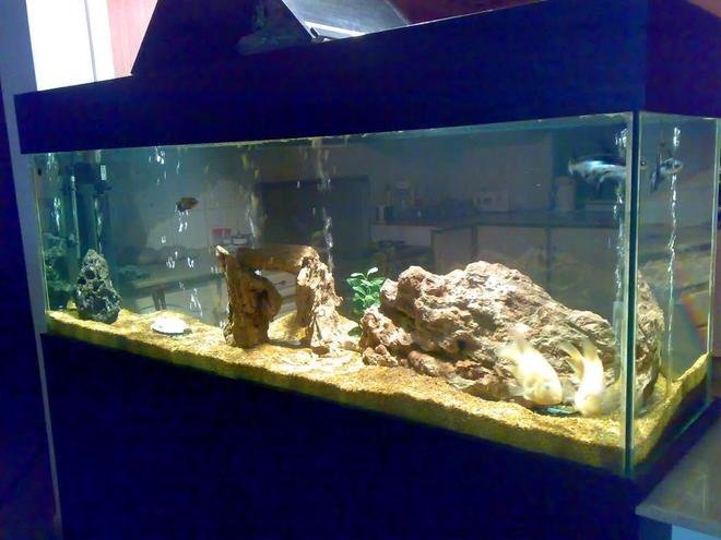 155 gallons freshwater fish tank (mostly fish and non-living decorations) - fish