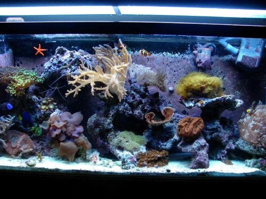 Rated #78: 55 Gallons Reef Tank - 55 gal reef tank