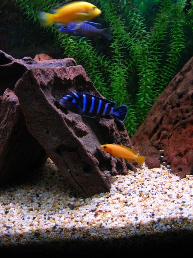 freshwater fish - pseudotropheus demasoni - demasoni cichlid stocking in 75 gallons tank - (Top to bottom) Electric Yellow, Electric Blue, Demasoni & Leleupi who passed on while I was away on holidays.