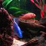 freshwater fish - hemichromis bimaculatus - jewel cichlid stocking in 75 gallons tank - Red Forest Jewel with my Electric Blue in front.
