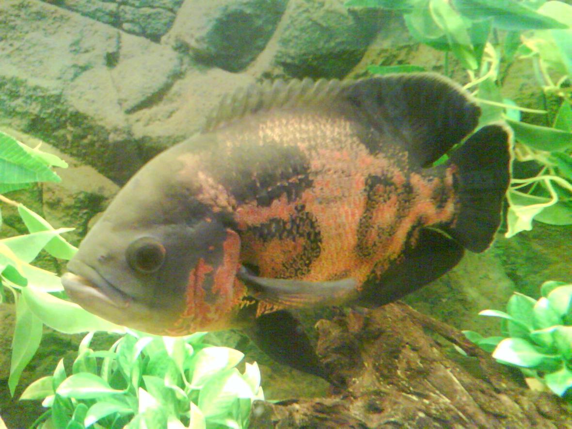 freshwater fish - astronotus ocellatus - tiger oscar stocking in 55 gallons tank - MY 10" OSCAR - "DE LA HOYA"