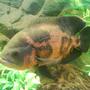 freshwater fish - astronotus ocellatus - tiger oscar stocking in 55 gallons tank - MY 10" OSCAR - "DE LA HOYA"
