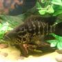 freshwater fish - parachromis managuensis - jaguar cichlid stocking in 55 gallons tank - MY JAGUAR CICHLID