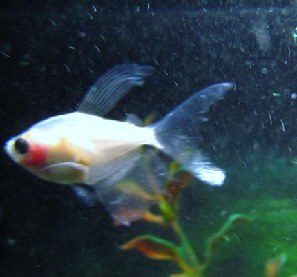 freshwater fish - paracheirodon innesi - gold neon tetra stocking in 29 gallons tank - Mystery Fish, comment if you think you know what the heck he is.