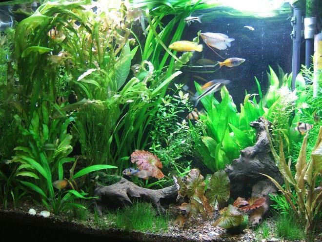 45 gallons planted tank (mostly live plants and fish) - 45 Gallons:
    2 SAE, 10 oto, 3 Pelco, 1 German blue ram, 3 yo yo loach, 1 Blue Gourami, 2 dwarf Gourami, 1 Pearl Gourami, 1 Gold Gourami, 1 Male and 1 Female Betta, 1Golden Killifish, 2 Boesemani Rainbow, 1 Electric Yellow, 1 Kribensis Cichlid, 9 Tiger Brab