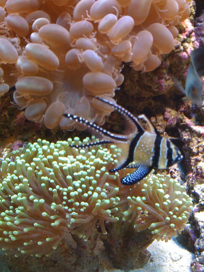 corals inverts - euphyllia glabrescens - torch coral stocking in 110 gallons tank - Tourch coral