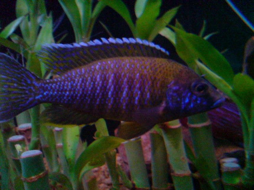 Rated #917: Freshwater Fish - Aulonocara Hansbaenschi - Red Peacock Cichlid Stocking In 160 Gallons Tank - peacock Cichlid