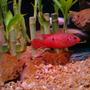 freshwater fish - hemichromis bimaculatus - jewel cichlid stocking in 160 gallons tank - Red Jewel Cichlid