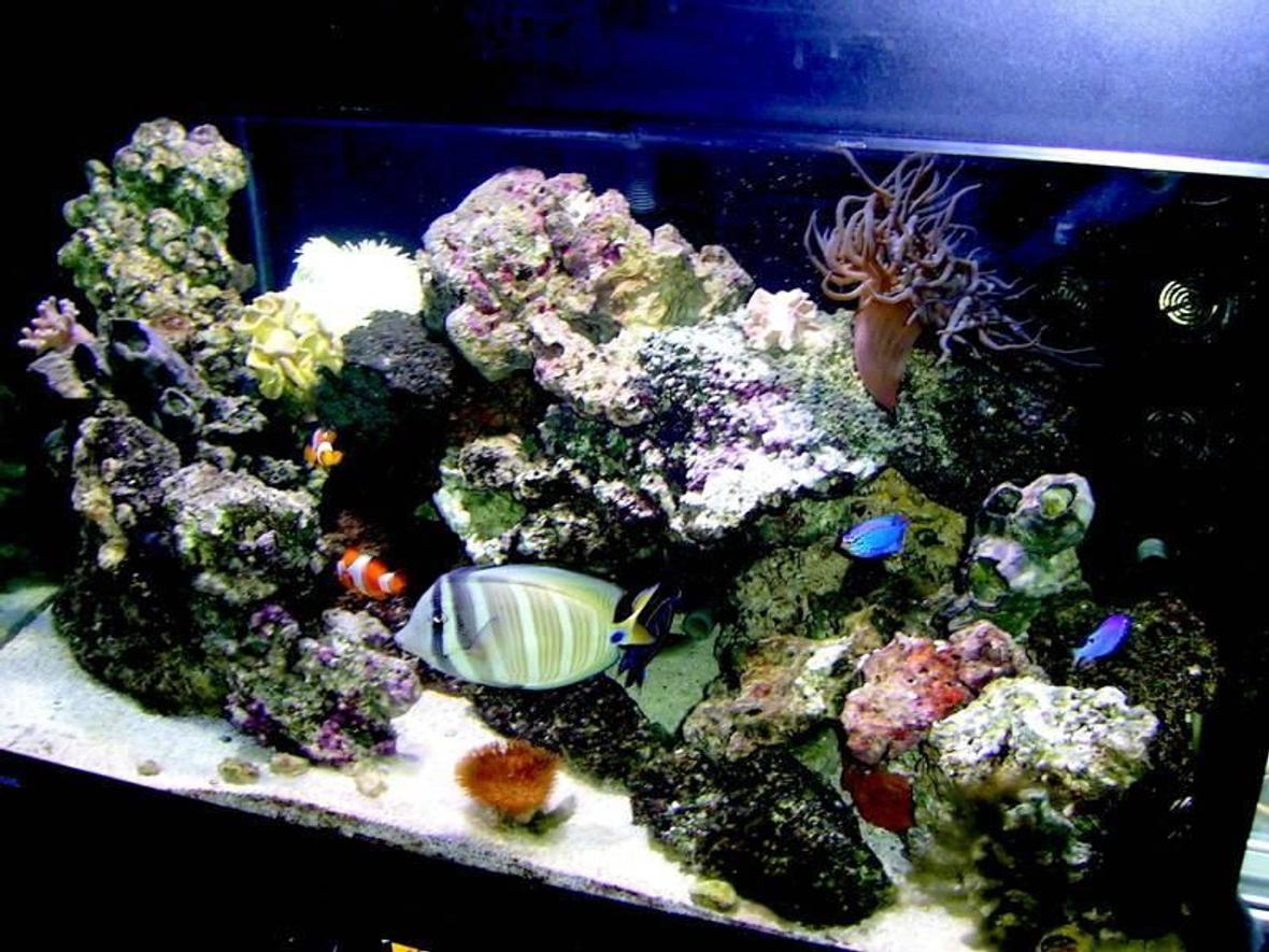 75 gallons reef tank (mostly live coral and fish) - Tank