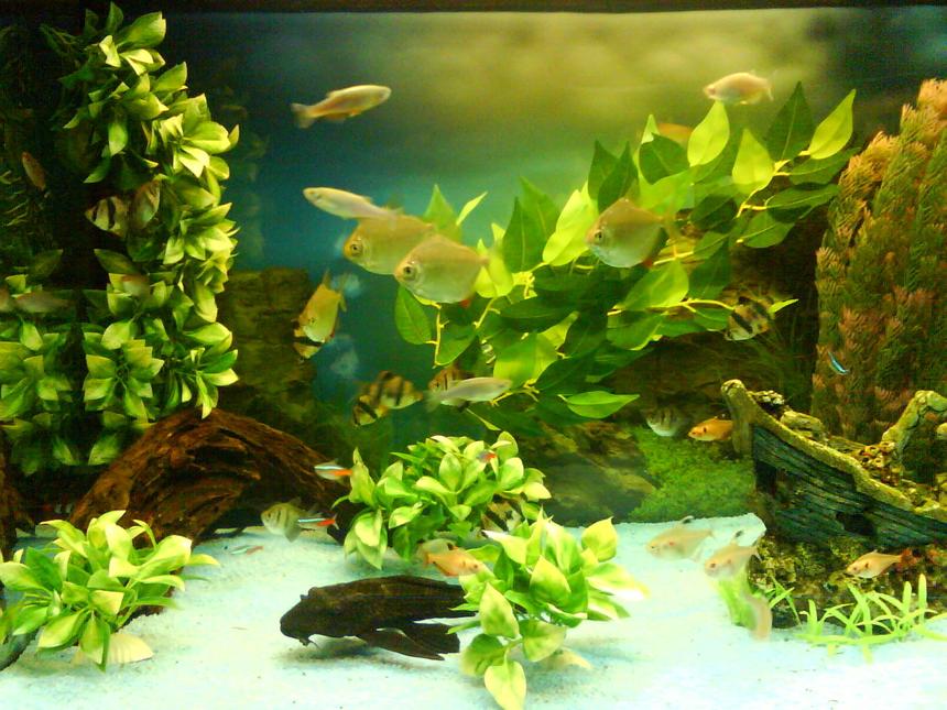 Rated #167: 55 Gallons Planted Tank - MY AQUATIC EDEN