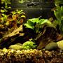 5 gallons planted tank (mostly live plants and fish) - Louie and Molly's Peruvian Paradise (8-26-08)