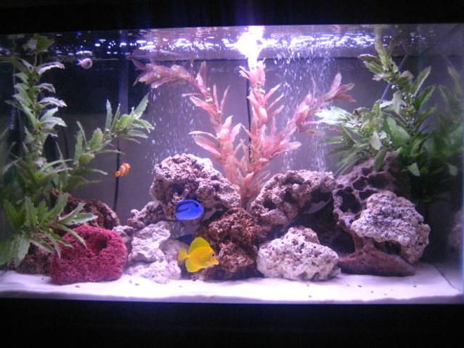 30 gallons saltwater fish tank (mostly fish, little/no live coral) - 30 gl saltwater