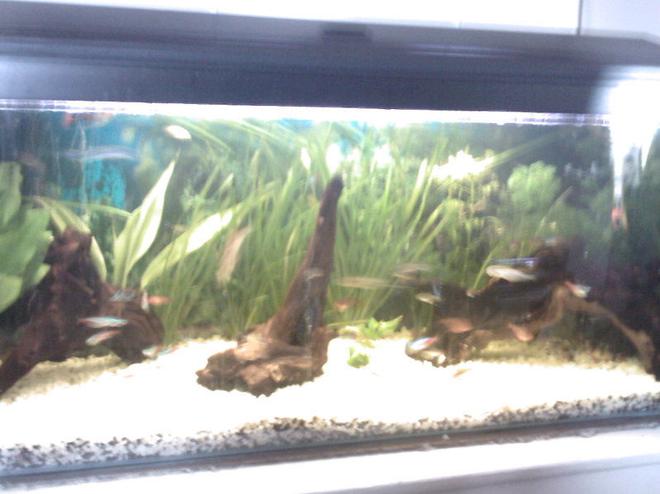 22 gallons planted tank (mostly live plants and fish) - community tank