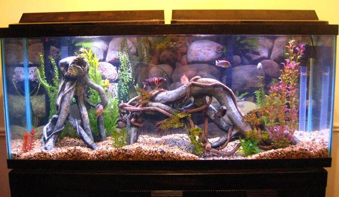55 gallons freshwater fish tank (mostly fish and non-living decorations) - 55 gallon cichlid tank