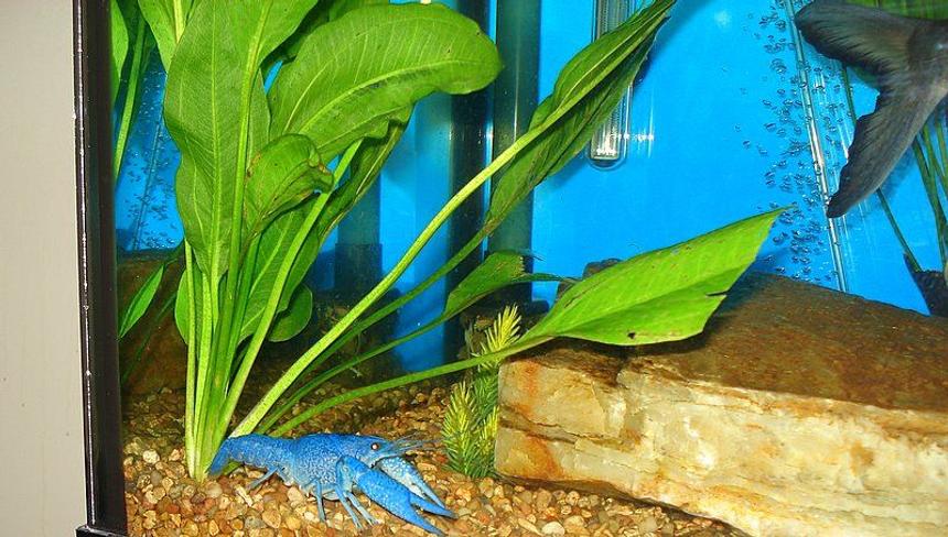 Rated #99: Corals Inverts - Procambarus Sp. - Hammers Cobalt Blue Lobster Stocking In 75 Gallons Tank - Our Electric Blue Lobster just got done molting his outer shell and is now twice the size he was!