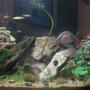 55 gallons planted tank (mostly live plants and fish) - just the beggining