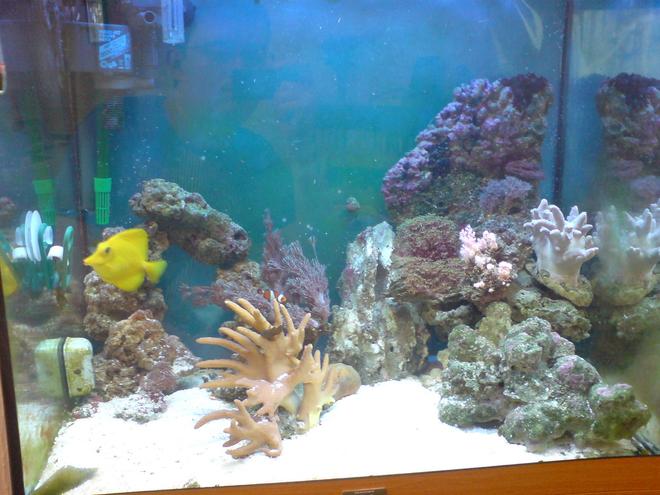 45 gallons reef tank (mostly live coral and fish) - Lido 120 Marine Conversion.
2 X Maxi Jet 1200 Power Heads
Eheim Ecco 2232 Canister
Deltec Mce 300 Skimmer
Jewel Hi-Lite T5 lighting.