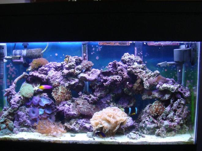 35 gallons reef tank (mostly live coral and fish) - coral and fish, 35 gal. feeding time