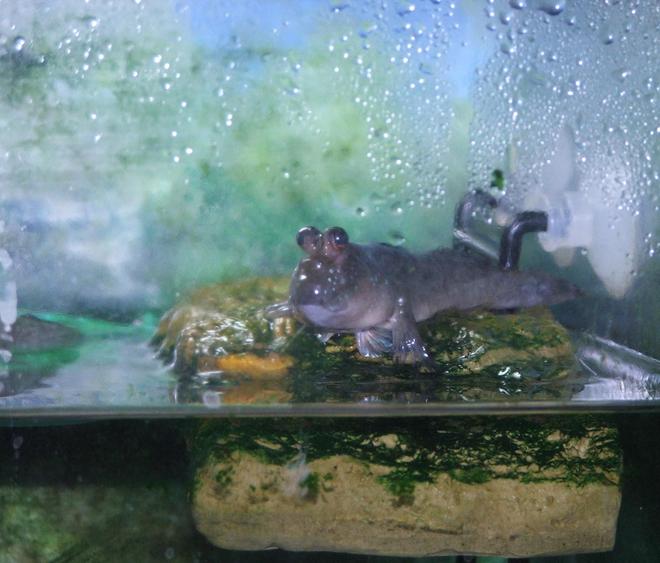 freshwater fish - periophthalmus modestus - mudskipper stocking in 110 gallons tank - Mud Skipper