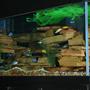 210 gallons freshwater fish tank (mostly fish and non-living decorations) - 210 Gallon Cichlid Tank
