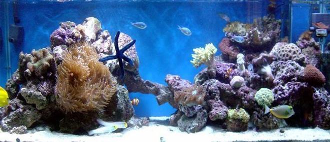 185 gallons reef tank (mostly live coral and fish) - update
