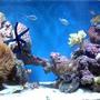 185 gallons reef tank (mostly live coral and fish) - update
