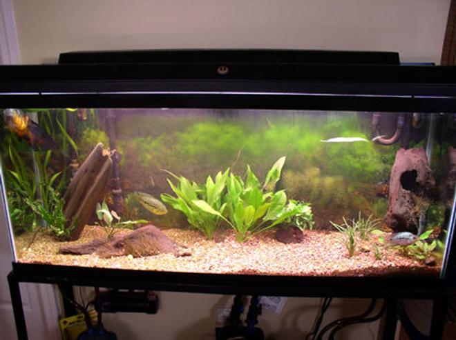 55 gallons planted tank (mostly live plants and fish) - 4 months old