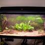 55 gallons planted tank (mostly live plants and fish) - 4 months old