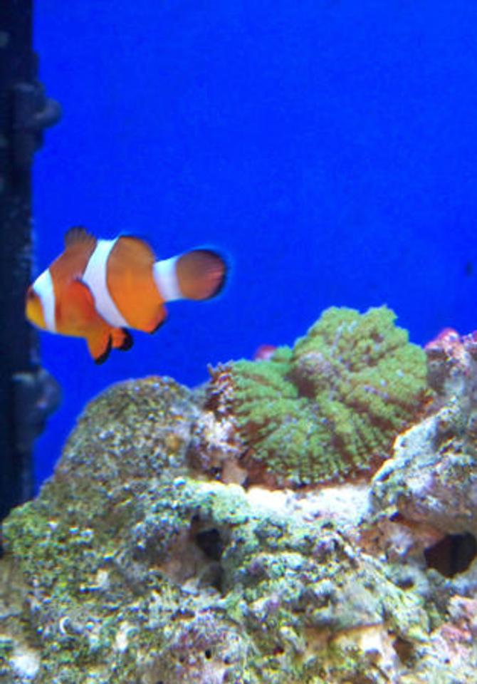 corals inverts - rhodactis sp. - green mushroom stocking in 10 gallons tank - Green Mushroom