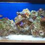 10 gallons reef tank (mostly live coral and fish) - My 10 gallon Nano