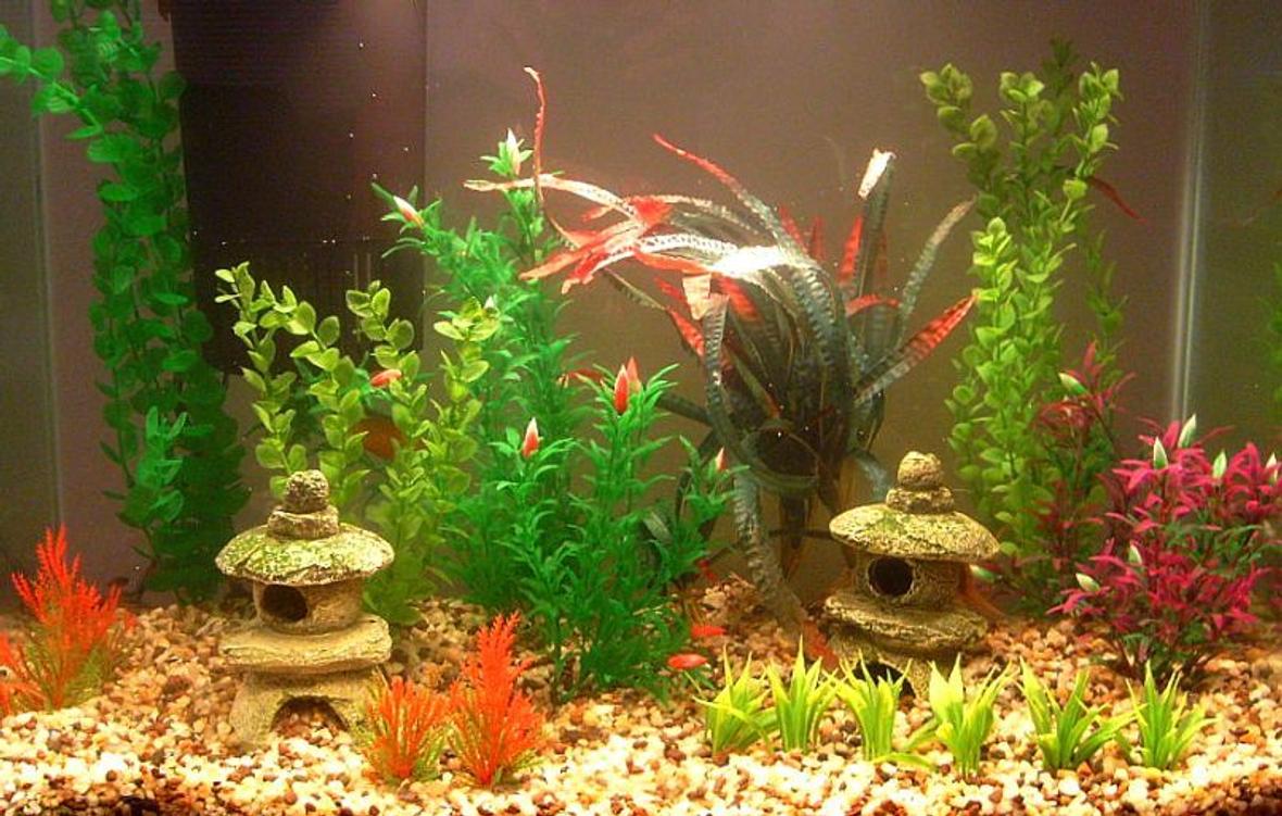freshwater fish tank (mostly fish and non-living decorations) - so far its just a couple dwarf gouramis, ten neons and one albino chocolate plecostemous.