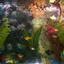 fish tank picture - 29 Gallon Tank wih Gourami